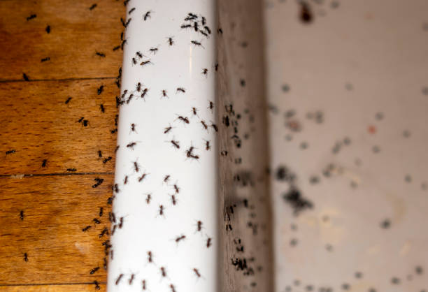 Best Exterminator Services  in Mledgevle, IL