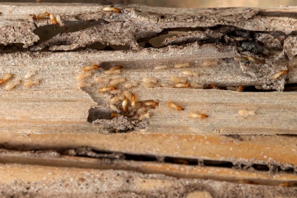 Best Wasp Removal Services  in Mledgevle, IL